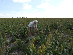 Tim checking the sorghum. He should be wearing a hat!!